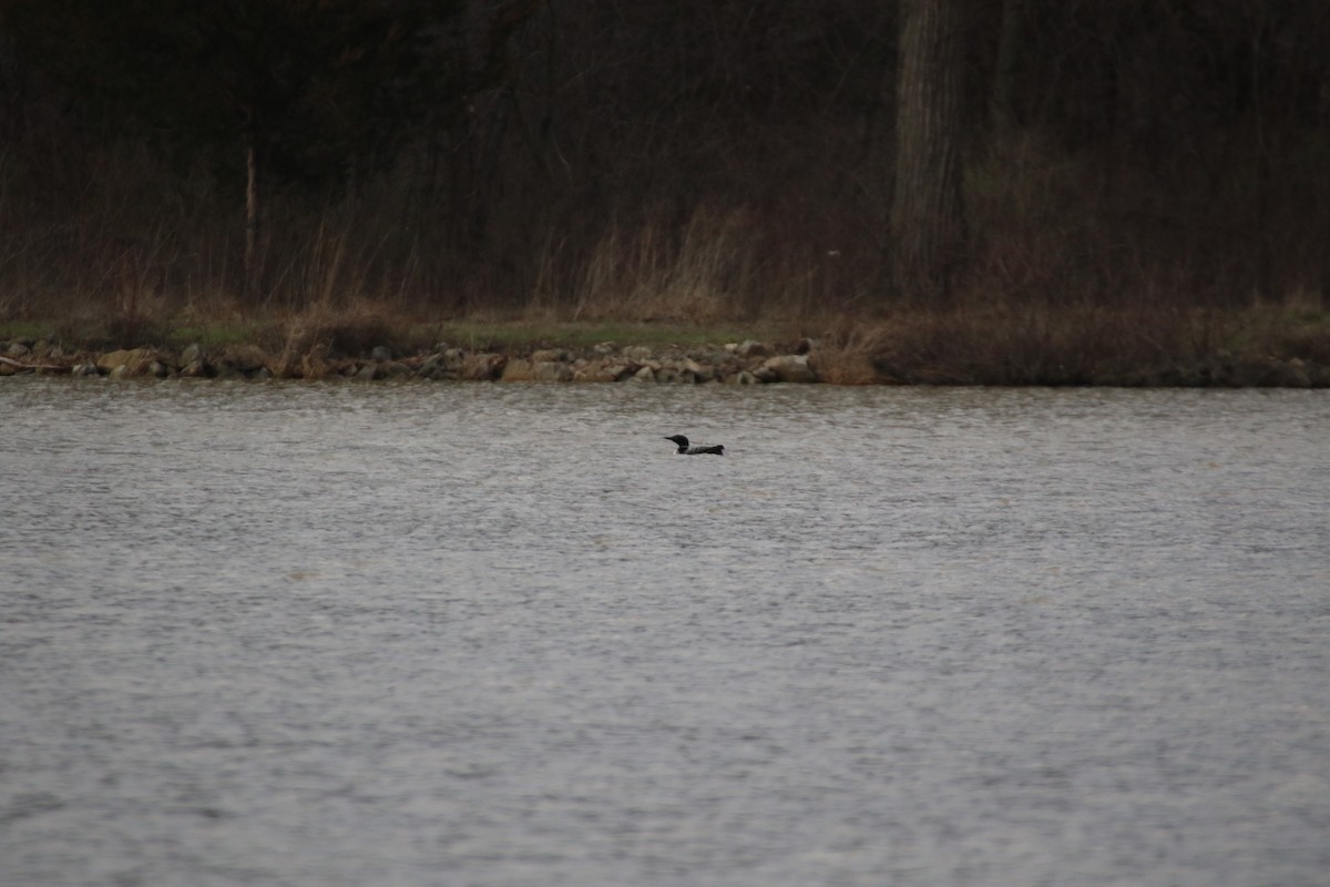 Common Loon - ML552989841