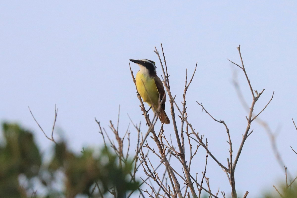 Great Kiskadee - ML552989851