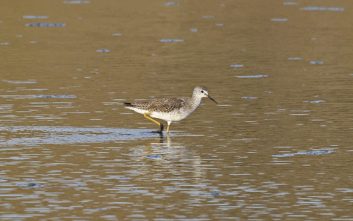 Lesser Yellowlegs - ML552989881