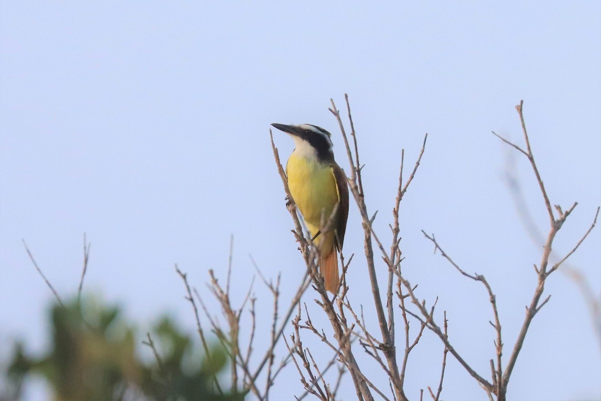 Great Kiskadee - ML552989891