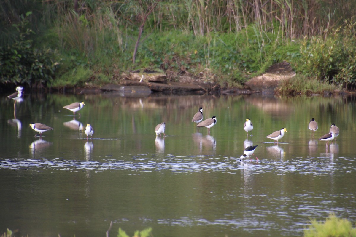 Masked Lapwing - ML552990061