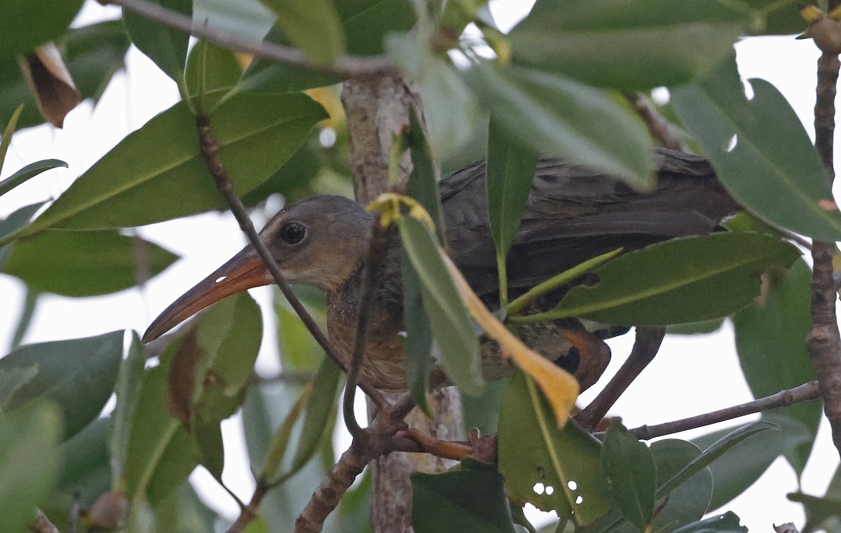 Mangrove Rail - ML552991031