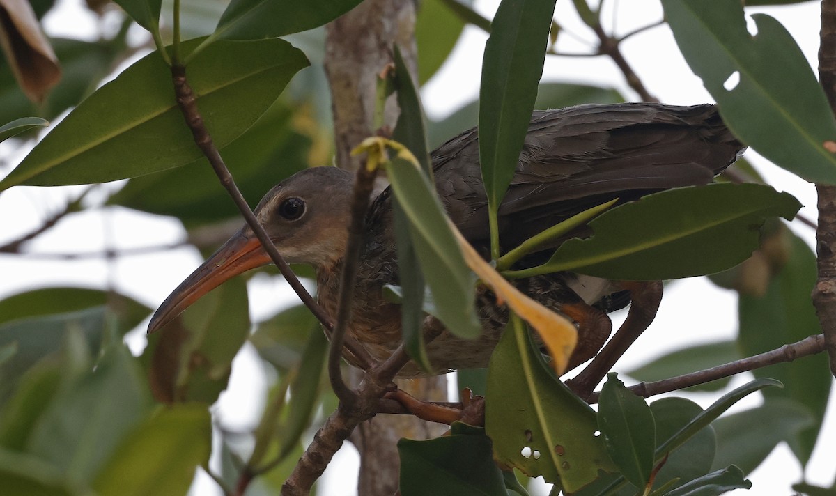 Mangrove Rail - ML552991101