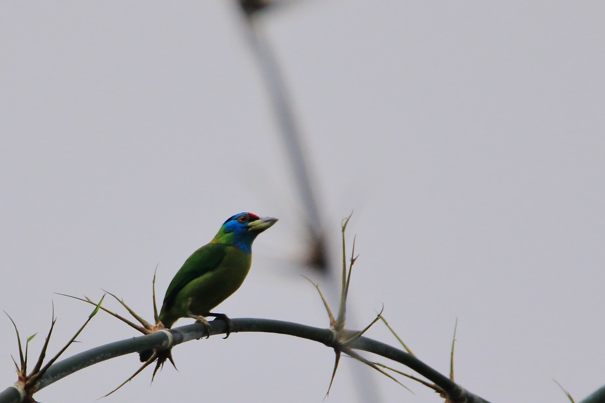 Blue-throated Barbet - ML552992981