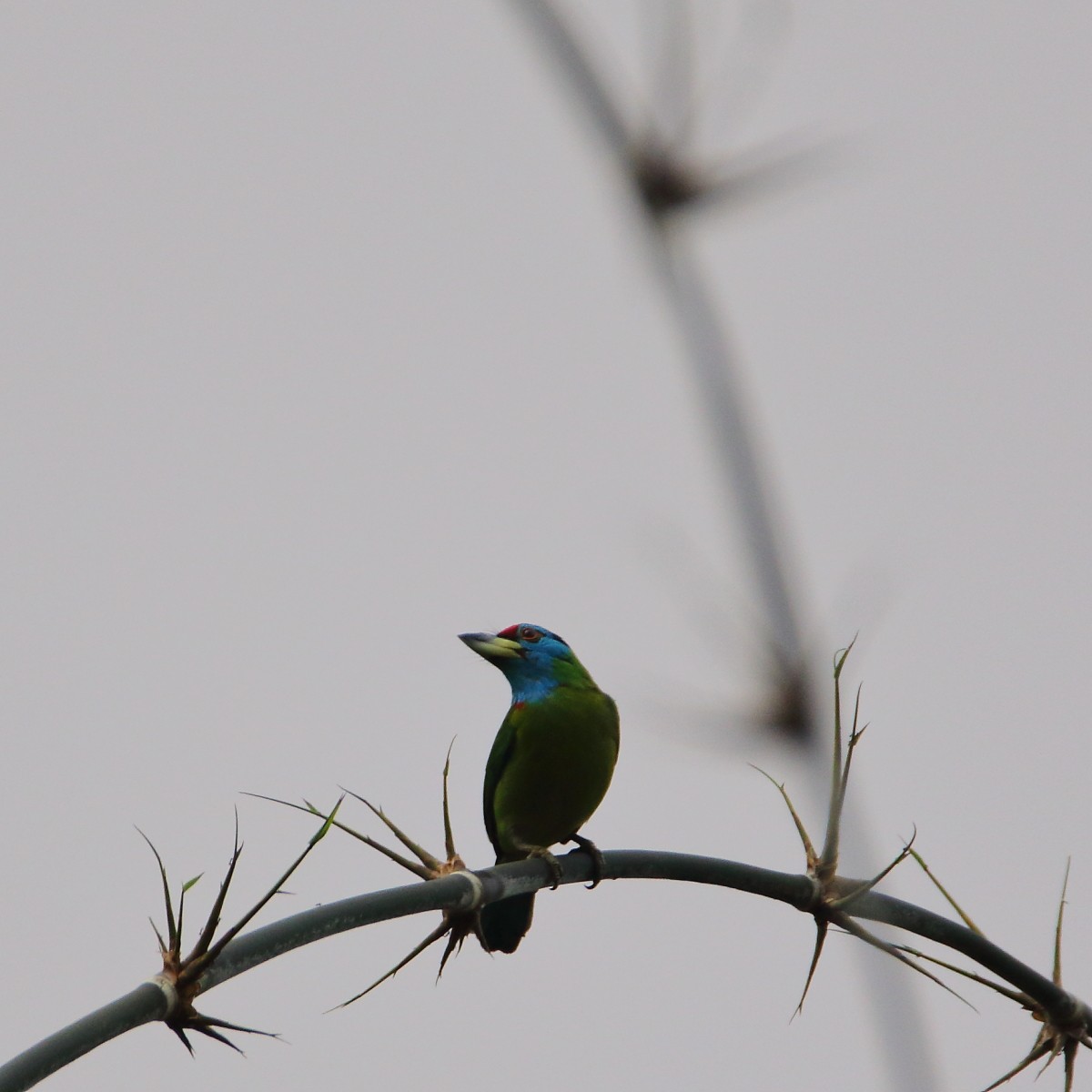 Mavi Boğazlı Barbet - ML552992991