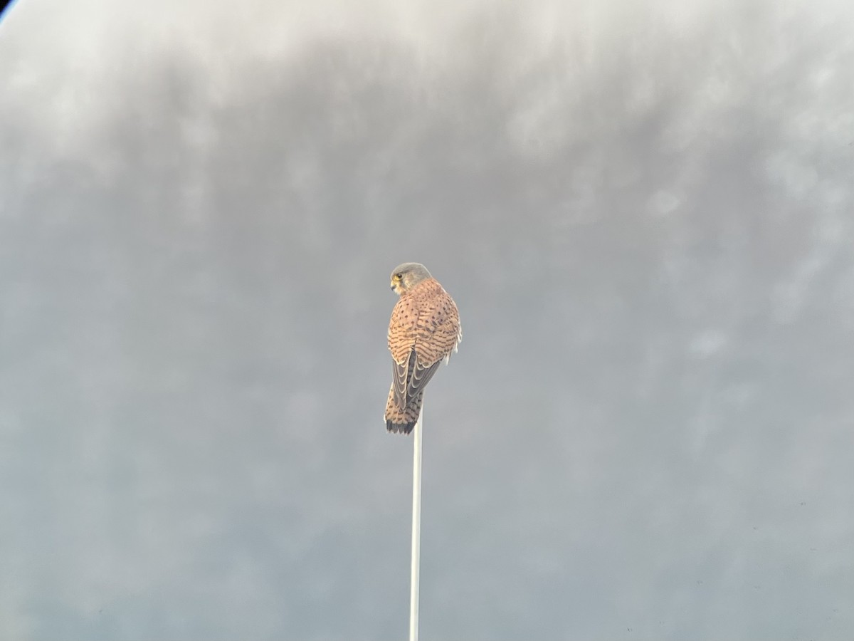 Начин шонхор - ML552994001