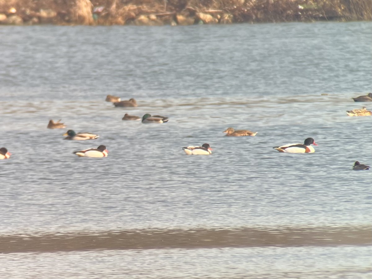 Анхидал ангир - ML552994031