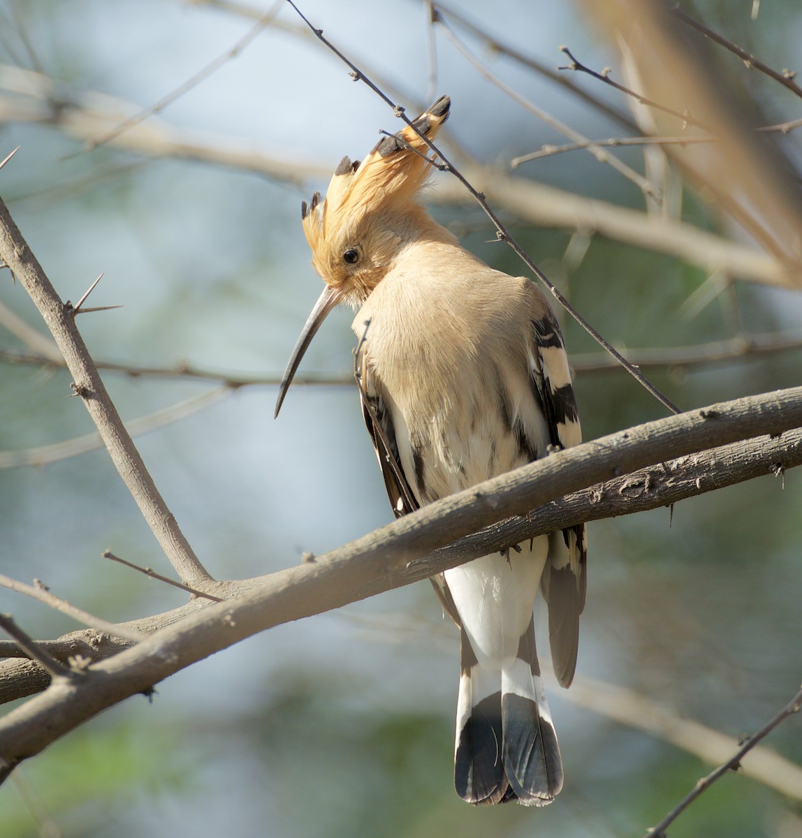 Common Hoopoe - ML552994331