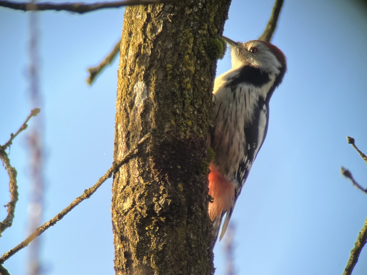 Middle Spotted Woodpecker - ML552994731