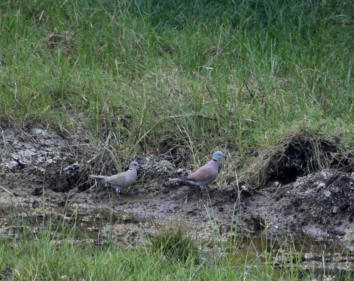 Red Collared-Dove - ML552994751