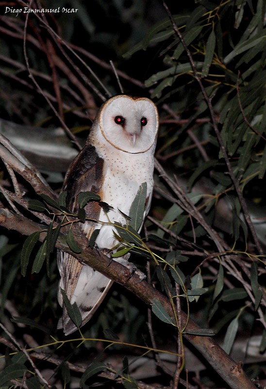 Barn Owl - Diego Oscar / Sandpiper Birding & Tours