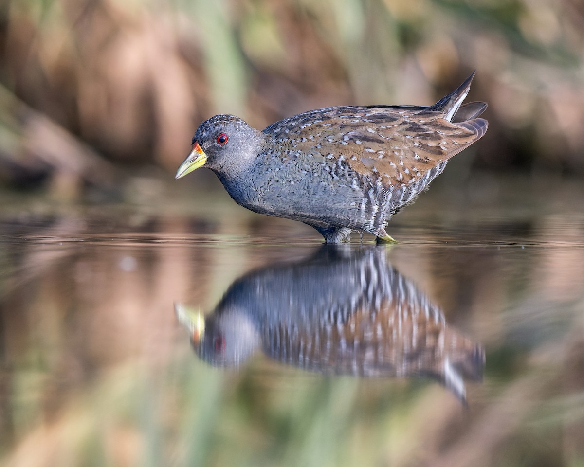 Australian Crake - ML552995921