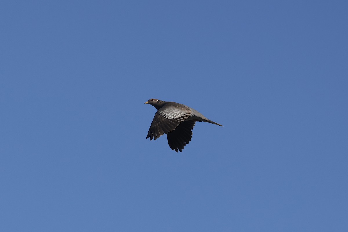 Band-tailed Pigeon - ML552996371