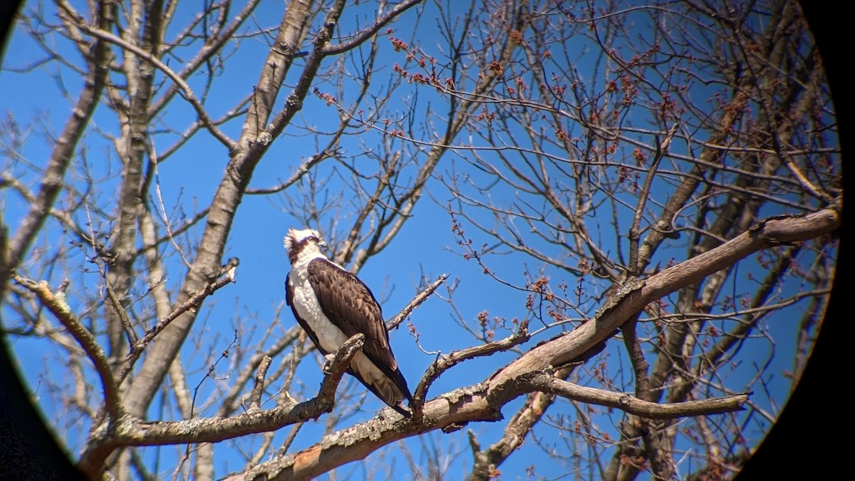 Osprey - ML552996841