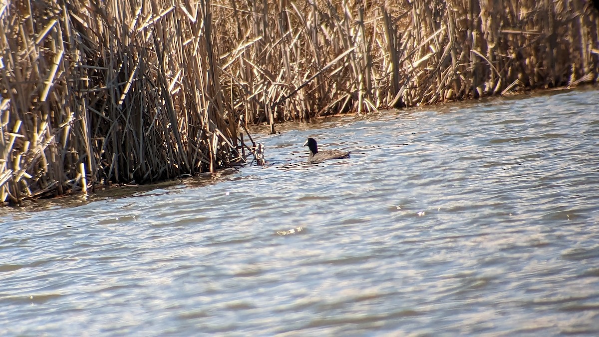 American Coot - ML552997081