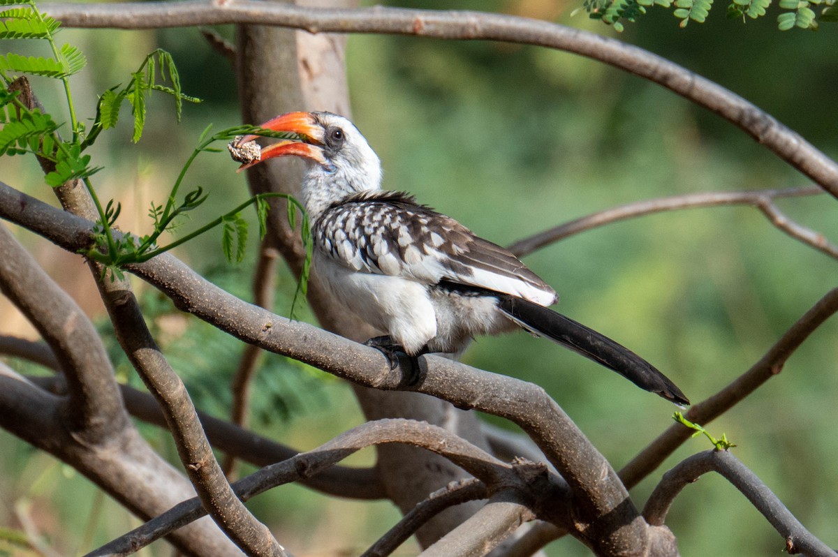 Western Red-billed Hornbill - ML552997621