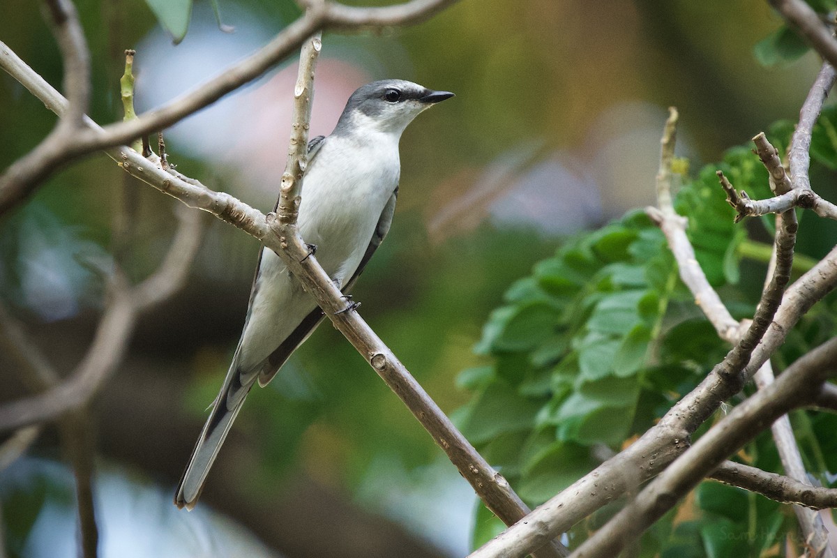 Ashy Minivet - ML552998411