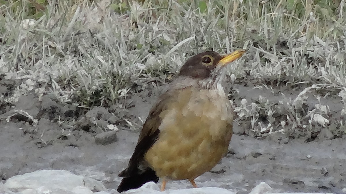 Austral Thrush - ML552999281