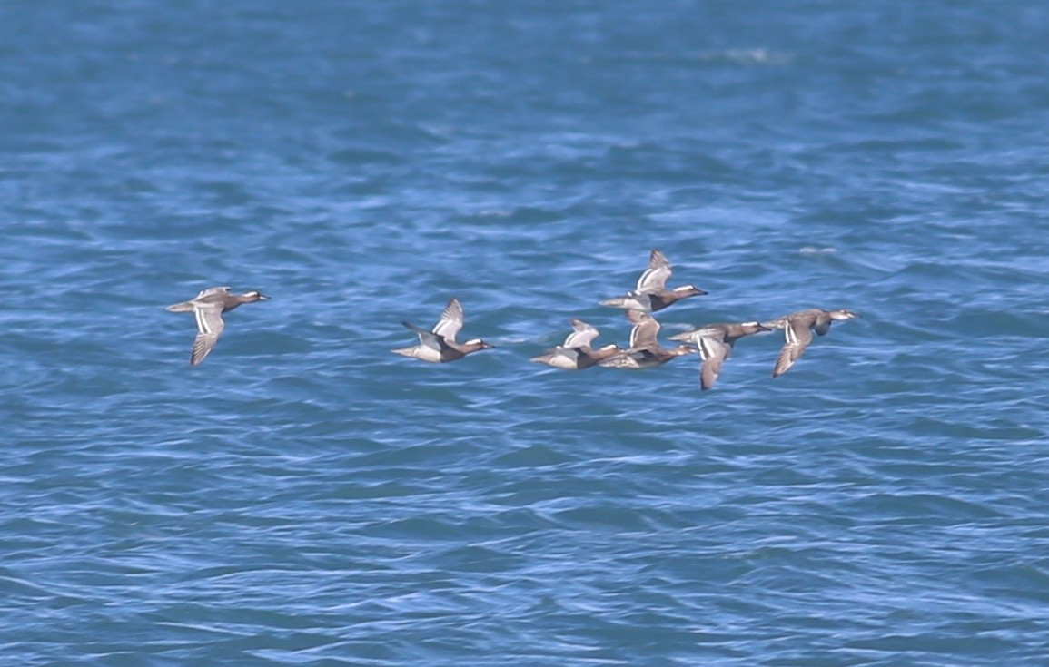 Garganey - Paul Bourdin