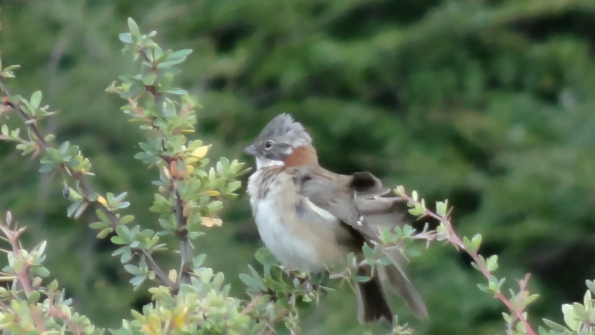 Rufous-collared Sparrow - ML552999551