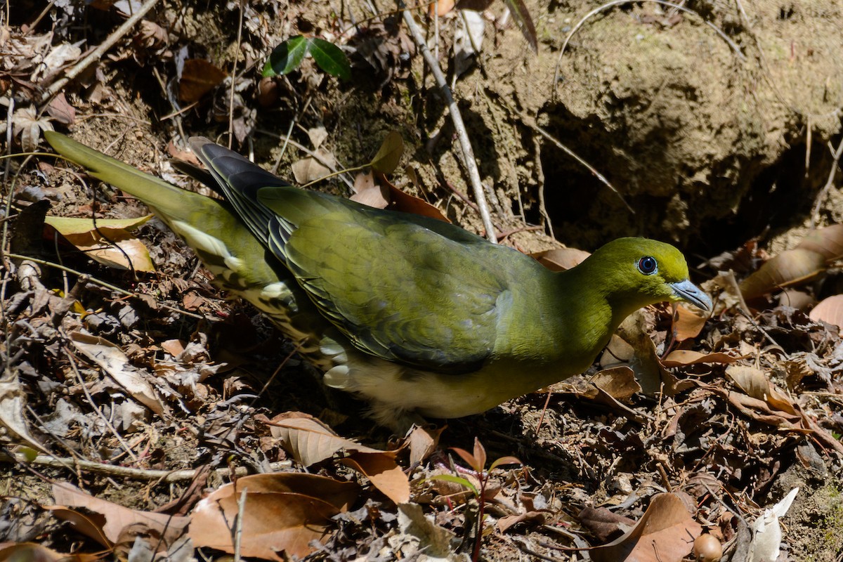 White-bellied Green-Pigeon - ML552999761