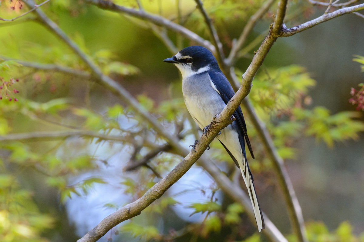 Ryukyu Minivet - ML552999791