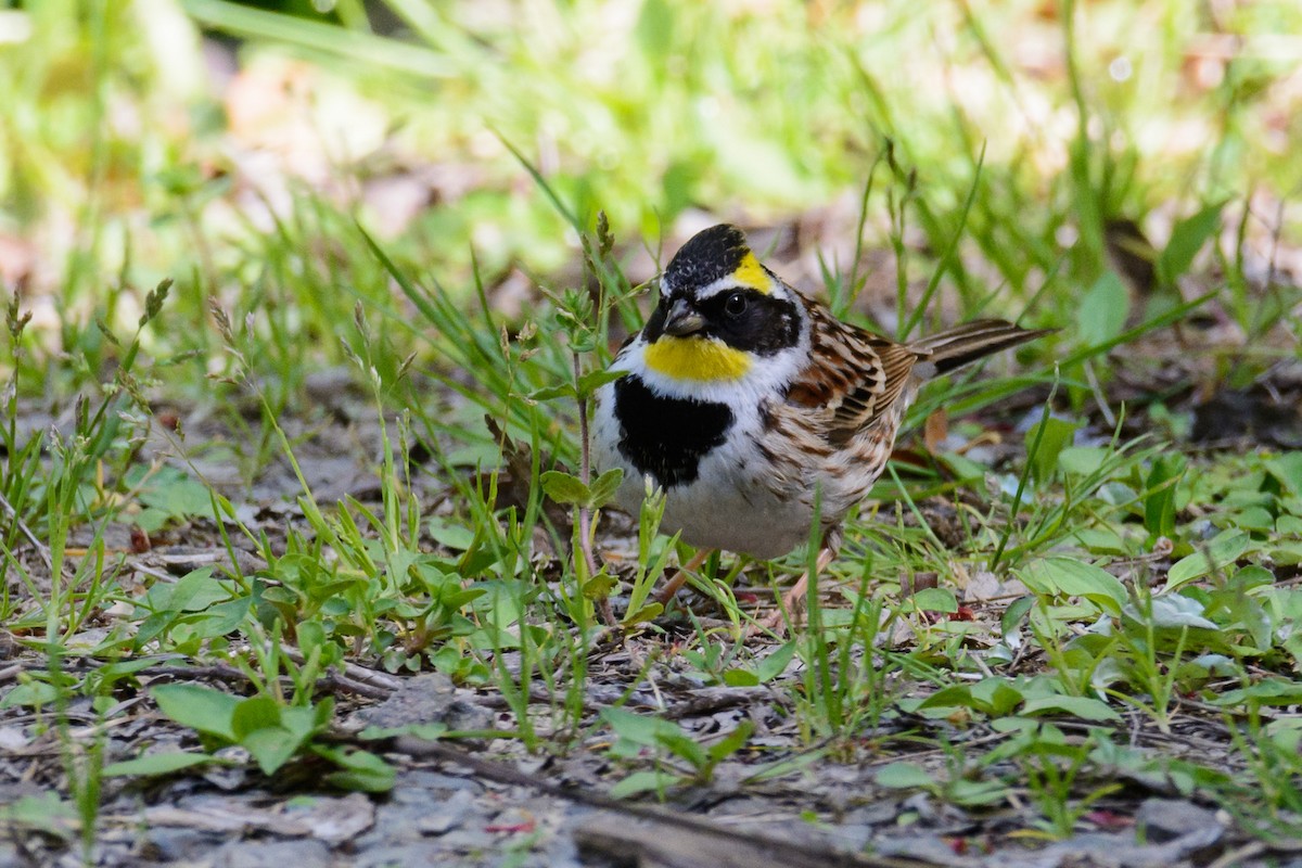 Yellow-throated Bunting - ML552999851