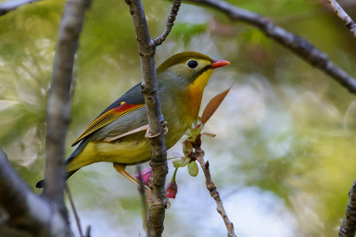 Red-billed Leiothrix - ML553000951
