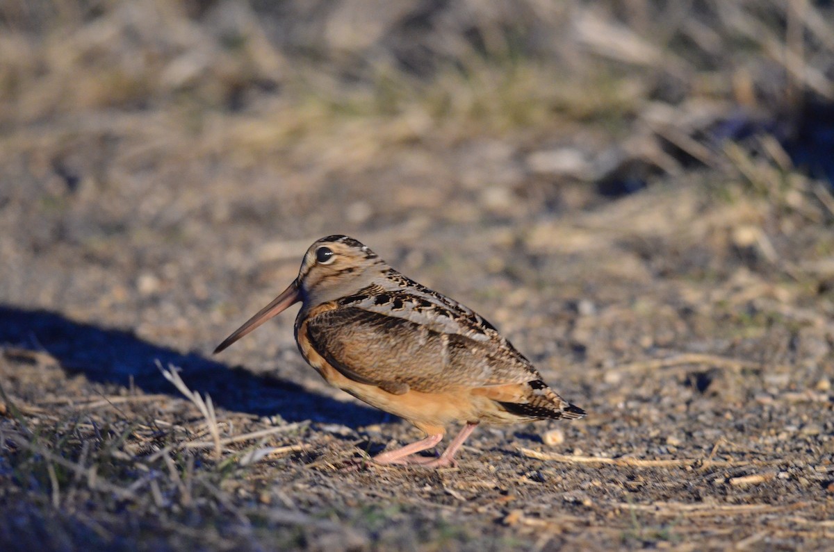 American Woodcock - ML55300171