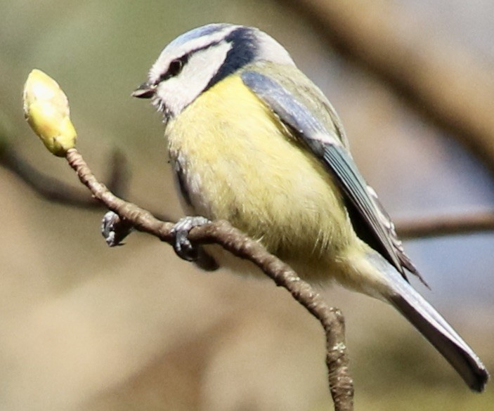 Eurasian Blue Tit - Connie Lintz