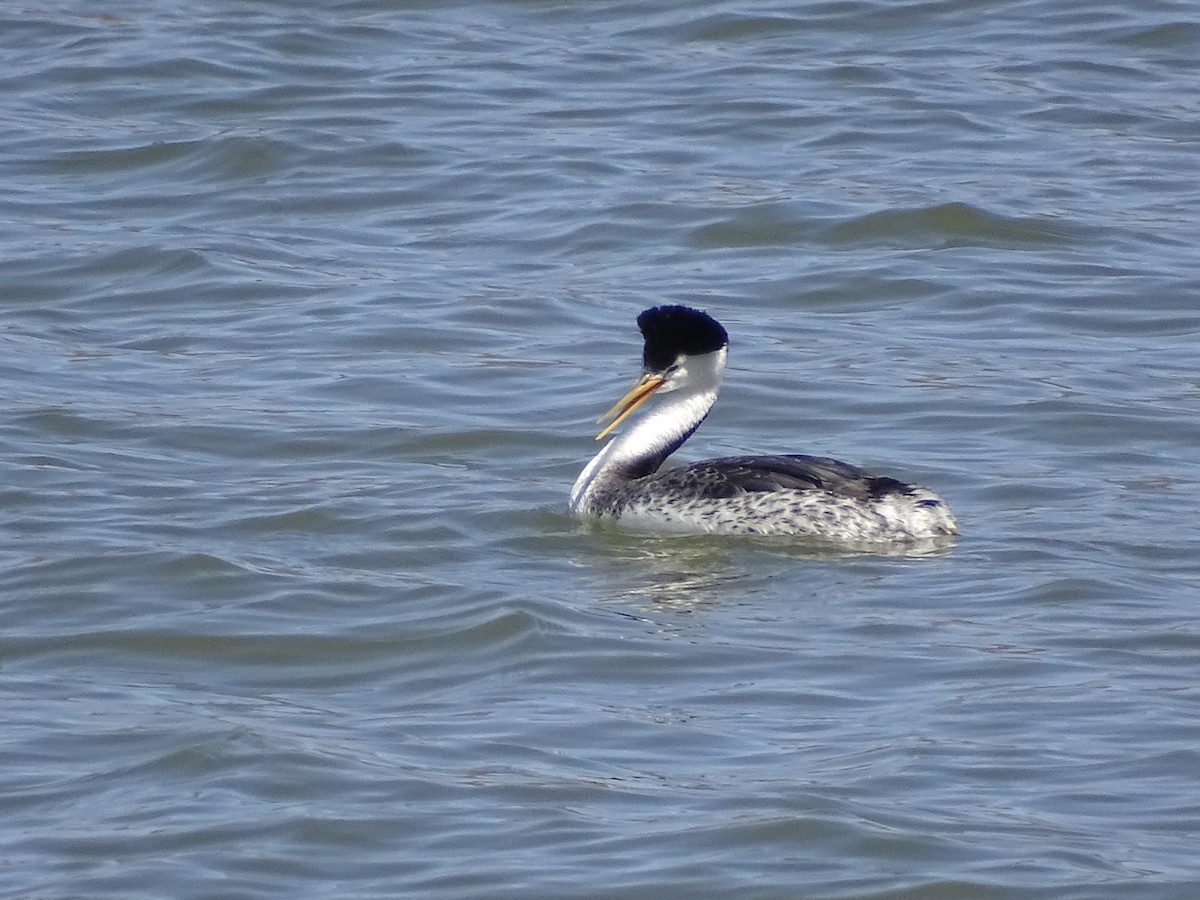 Clark's Grebe - ML553002031