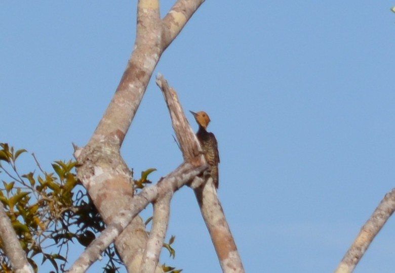 Ringed Woodpecker (Atlantic Black-breasted) - ML553003121