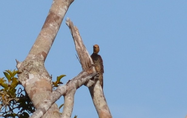 Ringed Woodpecker (Atlantic Black-breasted) - ML553003131