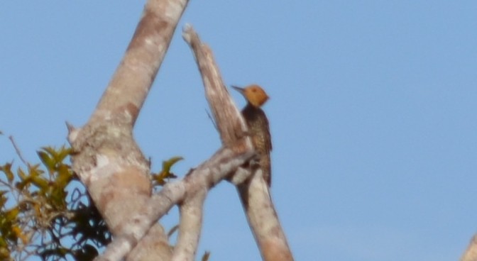 Ringed Woodpecker (Atlantic Black-breasted) - ML553003141