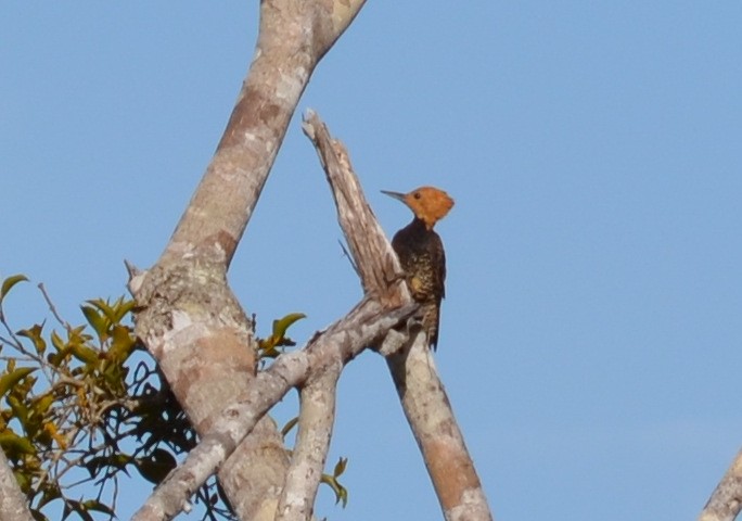 Ringed Woodpecker (Atlantic Black-breasted) - Carl Winstead