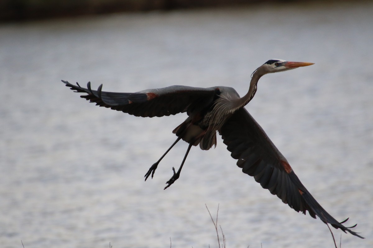 Great Blue Heron - ML553003401