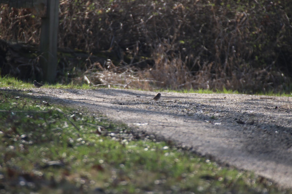 Chipping Sparrow - ML553003471