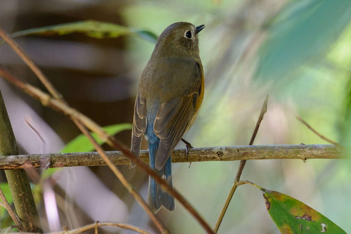Red-flanked Bluetail - ML553004491