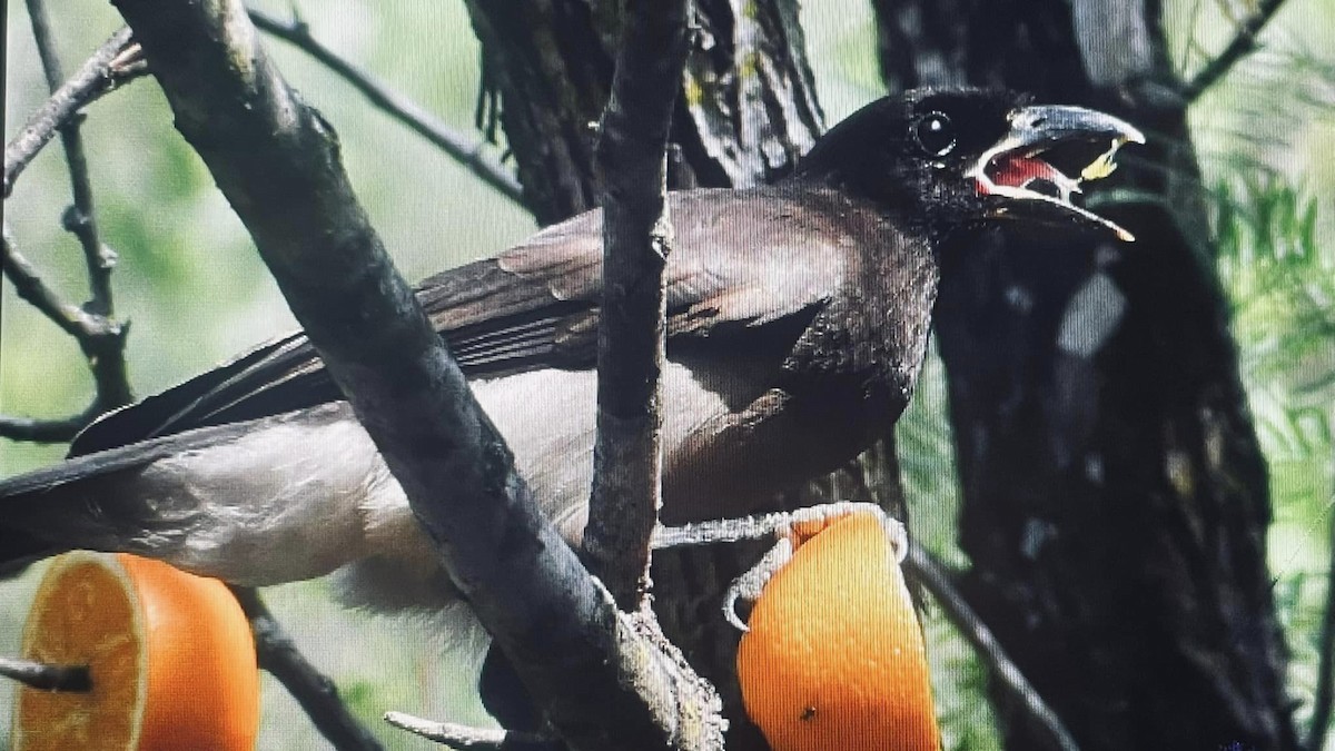 Brown Jay - ML553005261