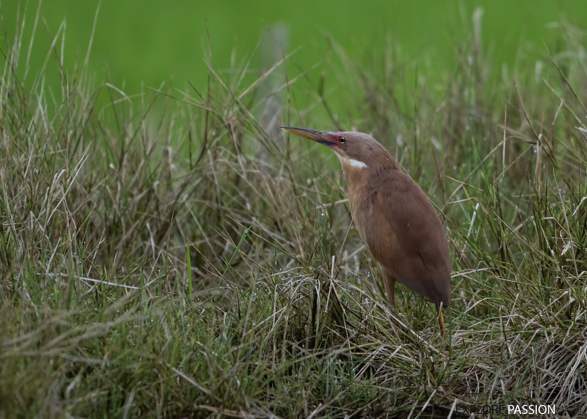 Cinnamon Bittern - ML553005401