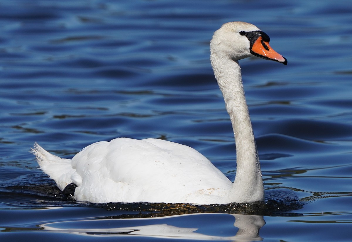 Mute Swan - ML553005571