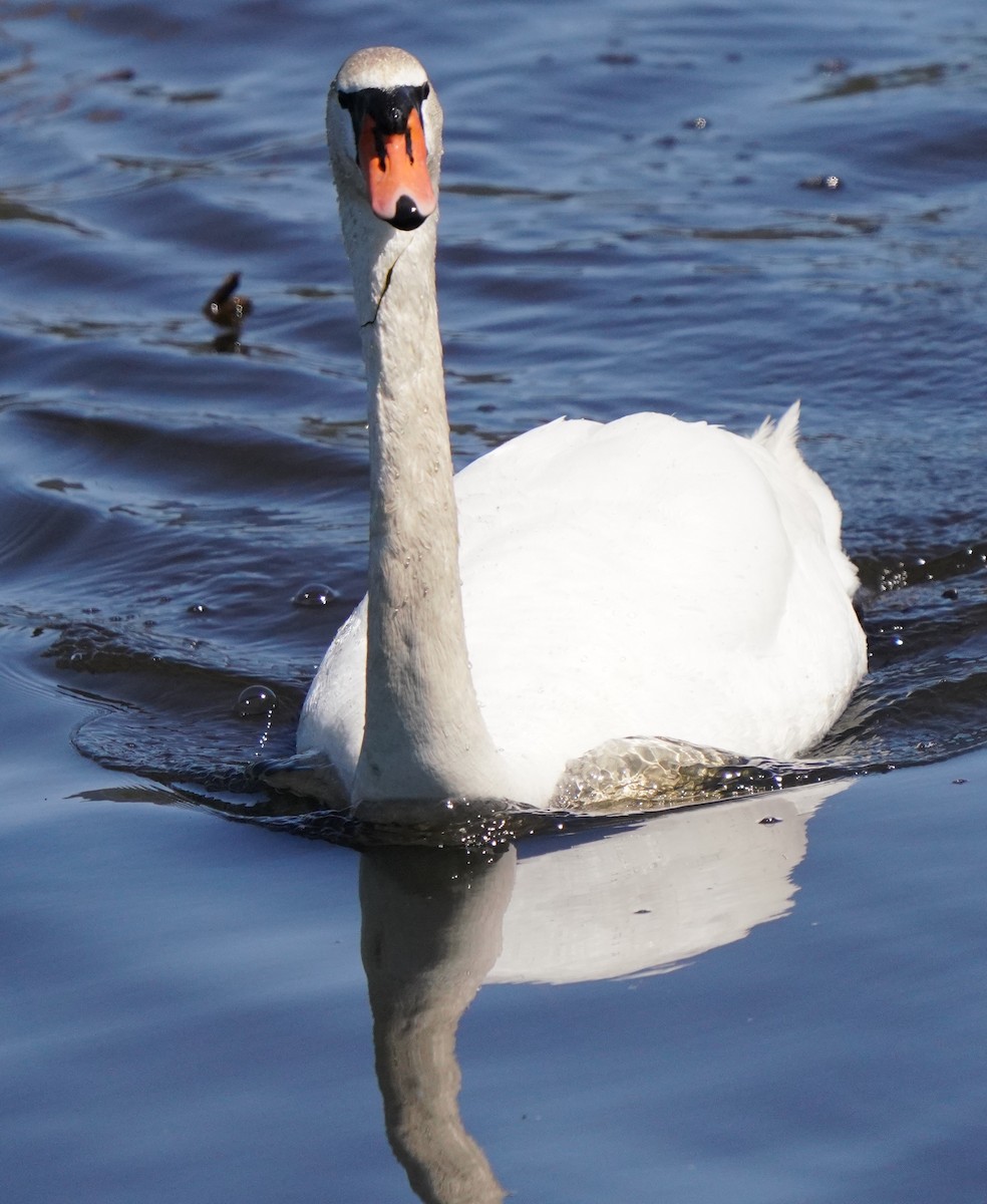 Mute Swan - ML553005581
