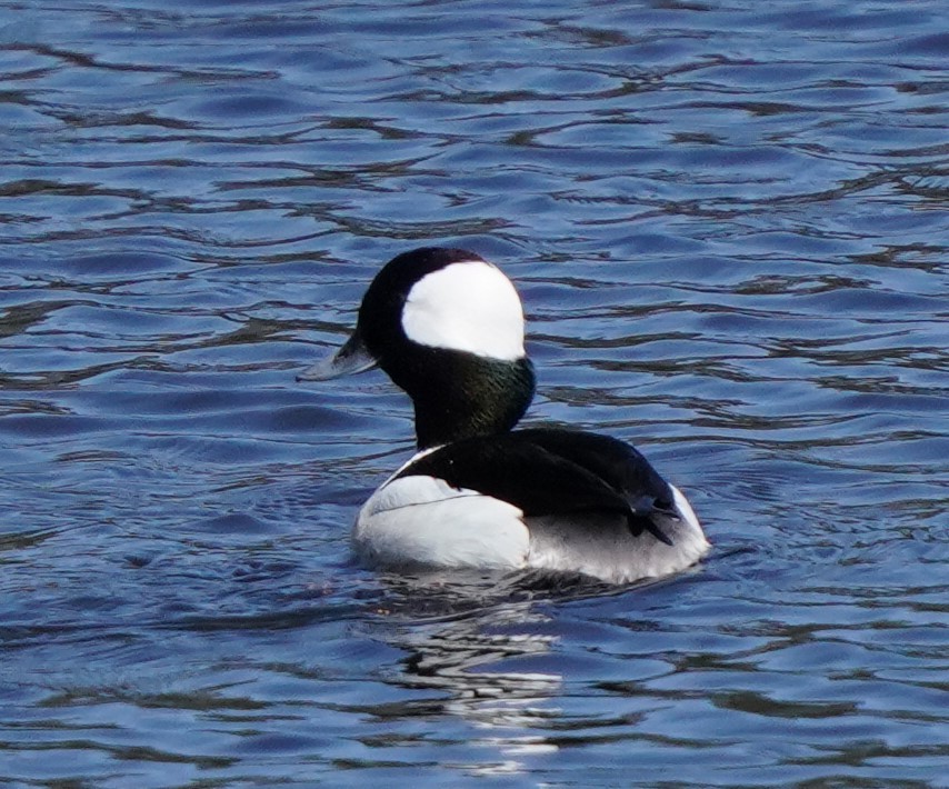 Bufflehead - Richard Block