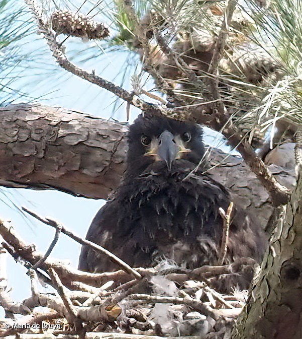 Bald Eagle - ML553006391