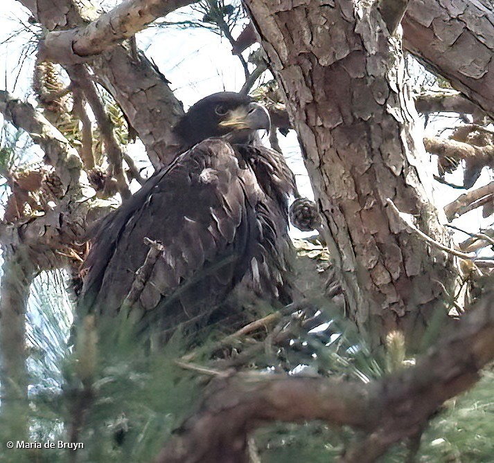 Weißkopf-Seeadler - ML553006401