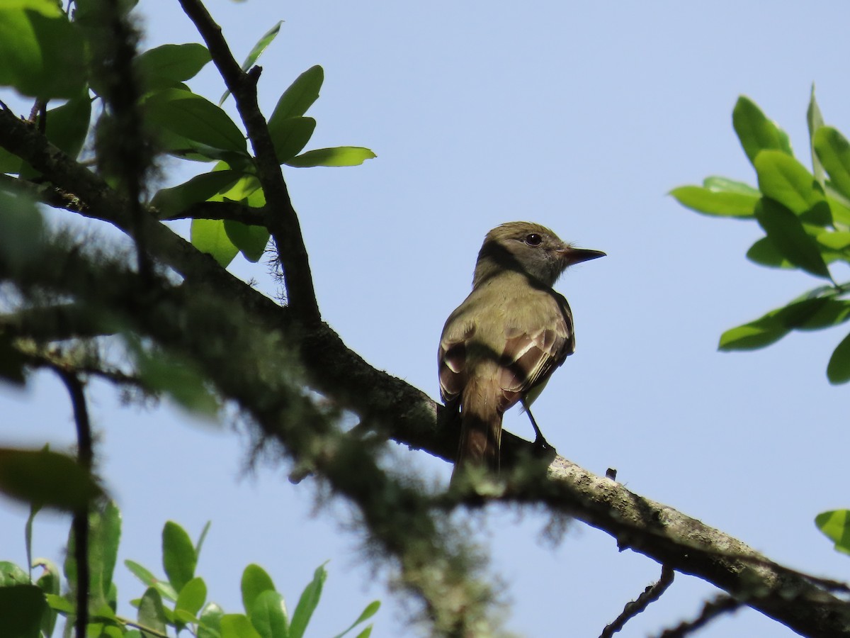 Great Crested Flycatcher - ML553007091