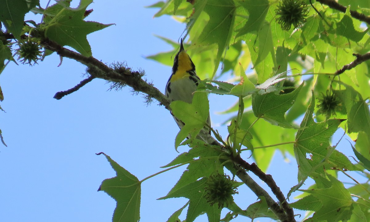 Yellow-throated Warbler - ML553007101