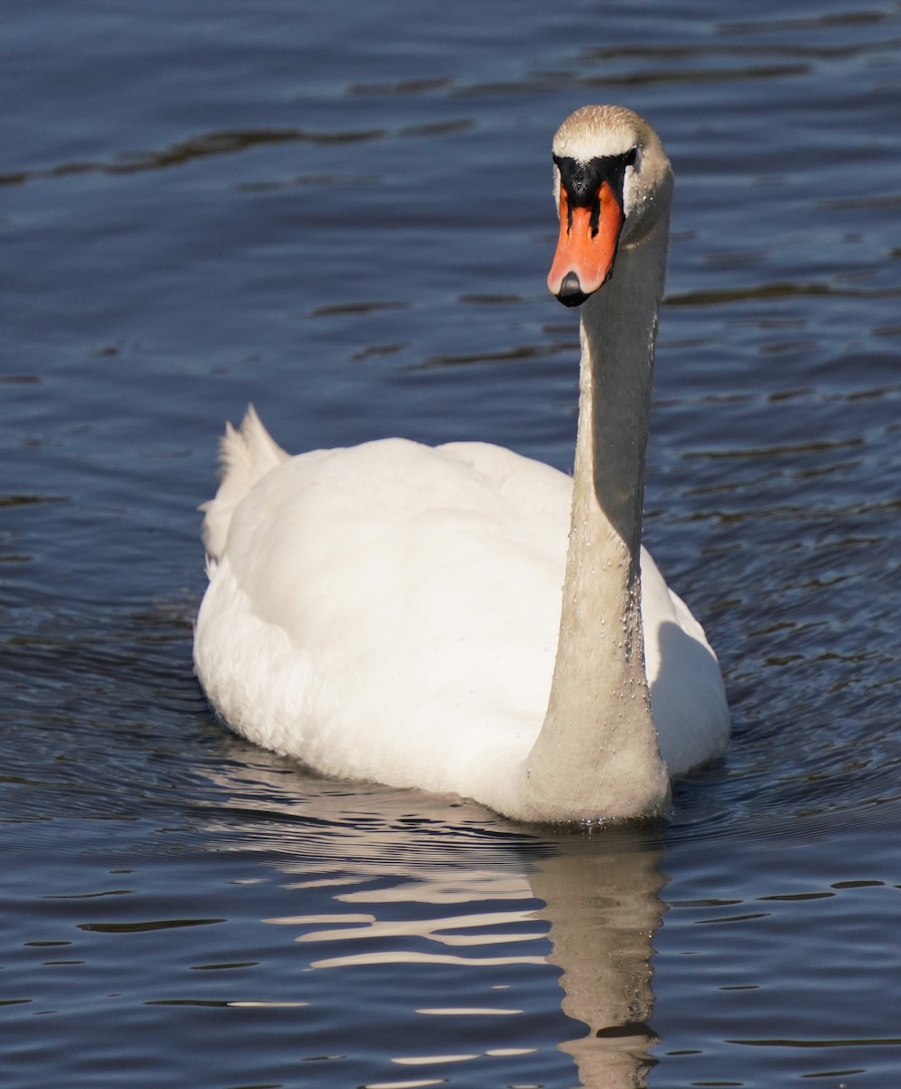 Mute Swan - ML553007711
