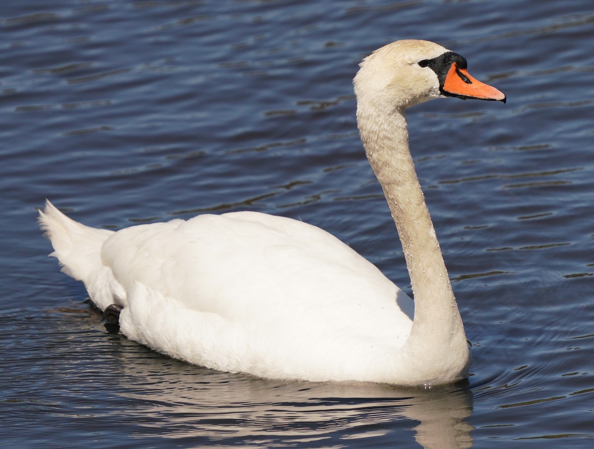 Mute Swan - ML553007721