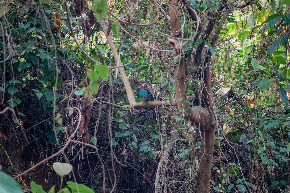 Asian Emerald Dove - ML55300781